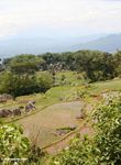 Green rice paddies of Batutomonga (Toraja Land (Torajaland), Sulawesi) 