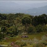 Rice fields with Rantepao in background (Toraja Land (Torajaland), Sulawesi) 