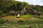 Woman working in rice field (Toraja Land (Torajaland), Sulawesi) 