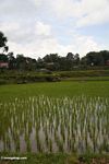 Rice growing near Batutomonga village  (Toraja Land (Torajaland), Sulawesi) 