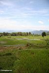 Rice fields near Batutomonga village  (Toraja Land (Torajaland), Sulawesi) 