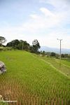Rice paddies near Batutomonga village  (Toraja Land (Torajaland), Sulawesi) 