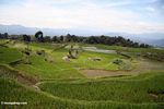Rice paddies near Batutomonga village  (Toraja Land (Torajaland), Sulawesi) 