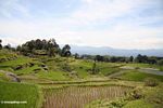Rice fields near Batutomonga village  (Toraja Land (Torajaland), Sulawesi) 