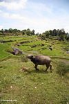Water buffalo in rice paddy at Batutomonga  (Toraja Land (Torajaland), Sulawesi) 