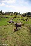 Water buffalo in rice fields at Batutomonga  (Toraja Land (Torajaland), Sulawesi) 