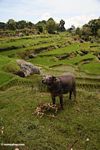 Water buffalo in rice paddy near Batutomonga village  (Toraja Land (Torajaland), Sulawesi) 
