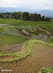 Rice fields at Batutomonga  (Toraja Land (Torajaland), Sulawesi) 