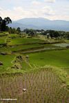 Rice fields at Batutomonga  (Toraja Land (Torajaland), Sulawesi) 