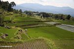 Rice paddies at Batutomonga  (Toraja Land (Torajaland), Sulawesi) 