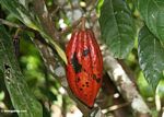 Red cacao pod (Toraja Land (Torajaland), Sulawesi) 