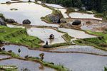 Men tilling rice field at Batutomonga  (Toraja Land (Torajaland), Sulawesi) 