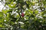 Red cacao pod (Toraja Land (Torajaland), Sulawesi) 
