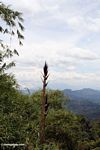 Bamboo shoot (Toraja Land (Torajaland), Sulawesi) 