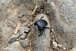 Black dung beetle with orange antennae (Toraja Land (Torajaland), Sulawesi) 