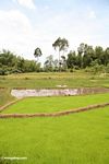 Brilliant green rice paddy (Toraja Land (Torajaland), Sulawesi) 