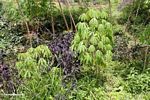 Manioc plants (Toraja Land (Torajaland), Sulawesi) 