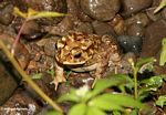 Toad with mottled brown, beige, and yellow coloring and black spots (Toraja Land (Torajaland), Sulawesi) 