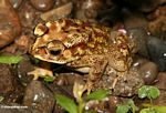 Yellow toad with brown, black, and rust-colored markings (Toraja Land (Torajaland), Sulawesi) 
