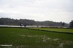 Flat rice fields (Toraja Land (Torajaland), Sulawesi) 