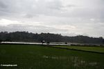 Flat rice paddies (Toraja Land (Torajaland), Sulawesi) 