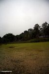 Muddy rice paddies (Toraja Land (Torajaland), Sulawesi) 