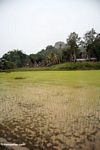 Muddy rice fields at Ketu Kese (Toraja Land (Torajaland), Sulawesi) 