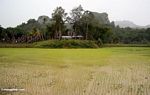 Muddy rice paddies near Ketu Kese (Toraja Land (Torajaland), Sulawesi) 
