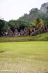 Muddy rice fields near Ketu Kese (Toraja Land (Torajaland), Sulawesi) 