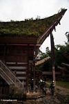 Ferns growing on roof of house in Ketu Kese (Toraja Land (Torajaland), Sulawesi) 
