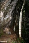 Bamboo growing under cliff face--trail at Ketu Kese (Toraja Land (Torajaland), Sulawesi) 