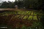 Teak farm in Sulawesi for reforestation (Toraja Land (Torajaland), Sulawesi) 