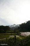 Rice fields (Toraja Land (Torajaland), Sulawesi) 