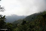 Ridge forest of Sulawesi (Sulawesi (Celebes))