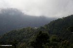 Mountain home in forests of Sulawesi (Sulawesi (Celebes))