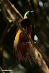 Lesser Bird of Paradise (Paradisaea minor)