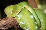 Green Tree Python (Morelia viridis)
