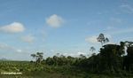 Rain forest cleared for oil palm plantation in Malaysia