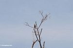 Fish eagle in treetop