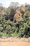 Vine-covered rain forest trees along the Tembeling River