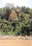 Vine-covered rainforest trees along the Tembeling River