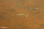 Cyprind fish in Malaysian blackwater creek