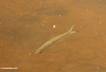 Elongated cyprind fish in Malaysian blackwater creek