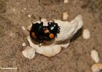 Mating pair of beetles with black bodies and orange spots