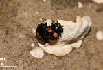 Pair of beetles mating on a fungal growth