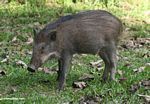 Young wild boar in Malaysia