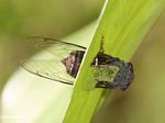 Cicada trapped in a leaf