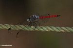 Orthetrum chrysis dragonfly