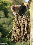Long-tailed macaque (Macaca fascicularis) eating fruit of the 
