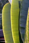 Sun accented palm leaves